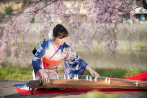 桜の下でお琴を弾く振袖姿の女性